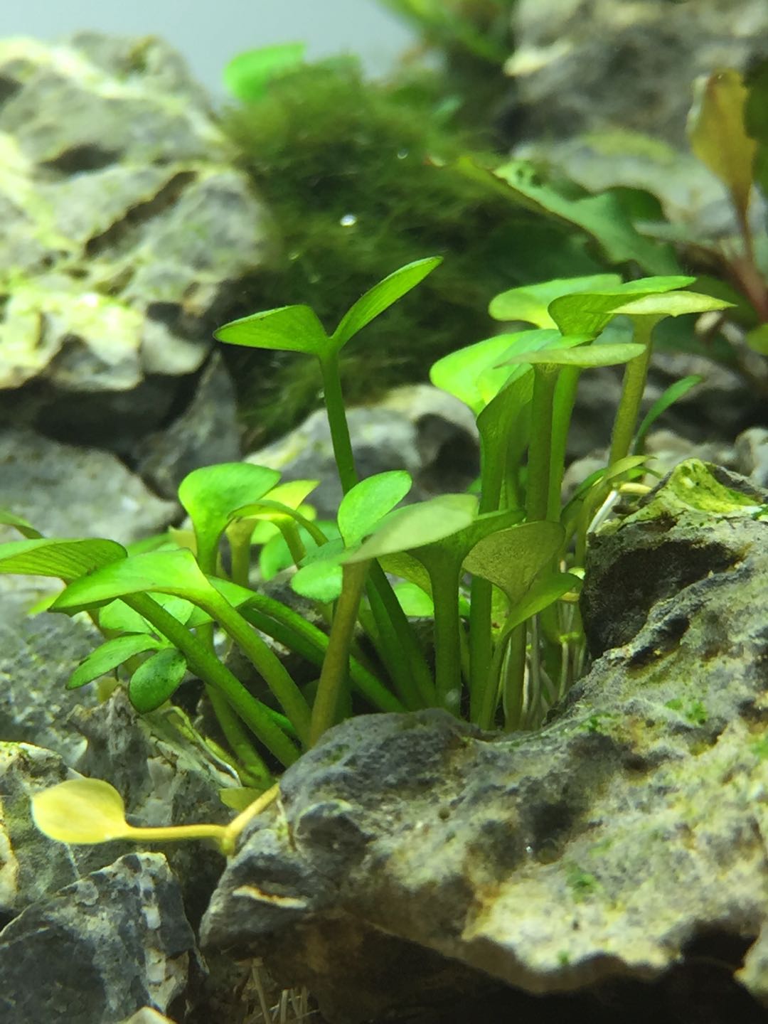 植物生长习性